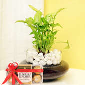 Amazon Peace Lily Terrarium Plant Chocolate Product